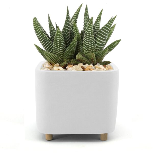 Ceramic blue desk planter - large with succulent