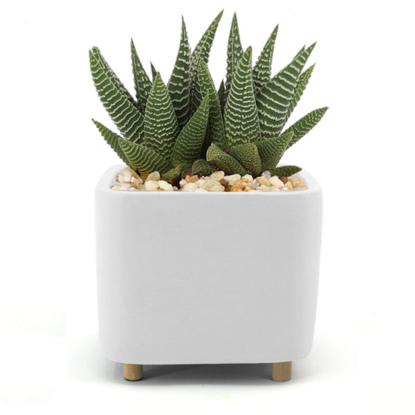 Large Desk planter - White, Ceramic - With succulent