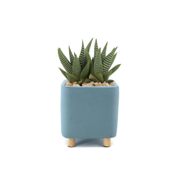Desk Planter - Ceramic, Blue with Succulent